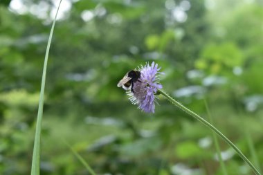 Yabanarısı ormanda bir çiçeğe oturur.