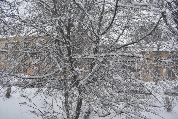 Gata Och Träd Snön — Stockfoto