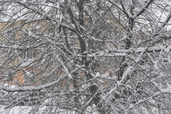 Gata Och Träd Snön — Stockfoto