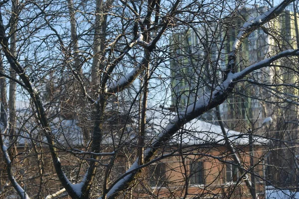 Träd Utan Blad Stadens Gata — Stockfoto