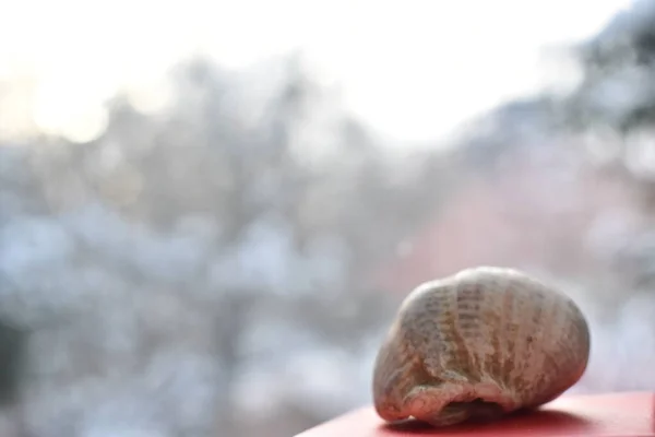 Seashell Sobre Fondo Claro — Foto de Stock