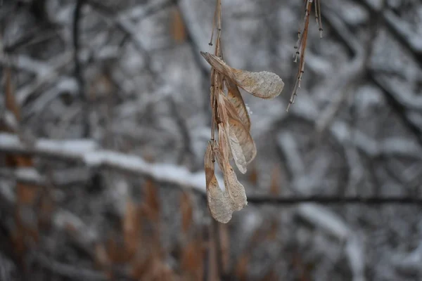 Ramas Árboles Invierno Primer Plano — Foto de Stock