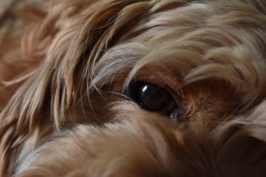 Köpek Cocker Spaniel Kanepede yatıyor