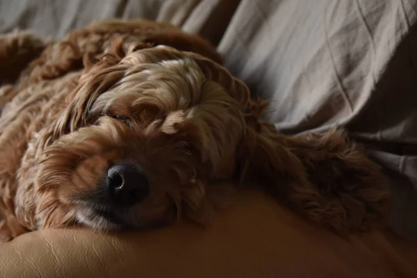 Hund Cocker Spaniel Ligger Soffan — Stockfoto