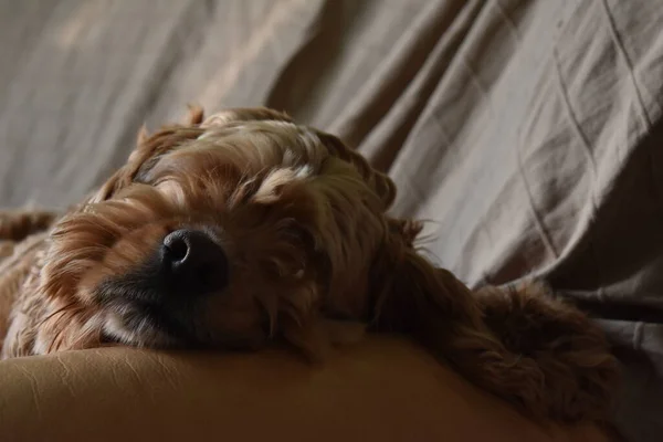 Cão Cocker Spaniel Mente Sofá — Fotografia de Stock