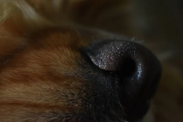 Porträtt Hund Cocker Spaniel Närbild — Stockfoto