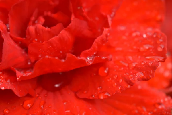 Drops Water Scarlet Rose Petals — Stock Photo, Image