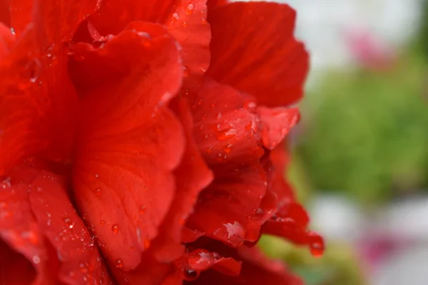Drops Water Scarlet Rose Petals — Stock Photo, Image