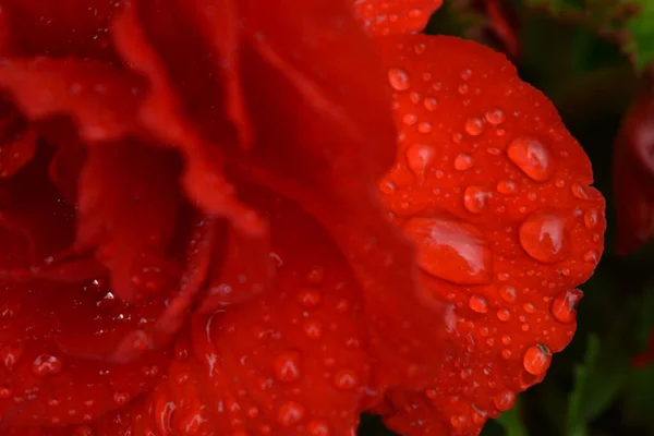 Gotas Água Pétalas Rosa Escarlate — Fotografia de Stock