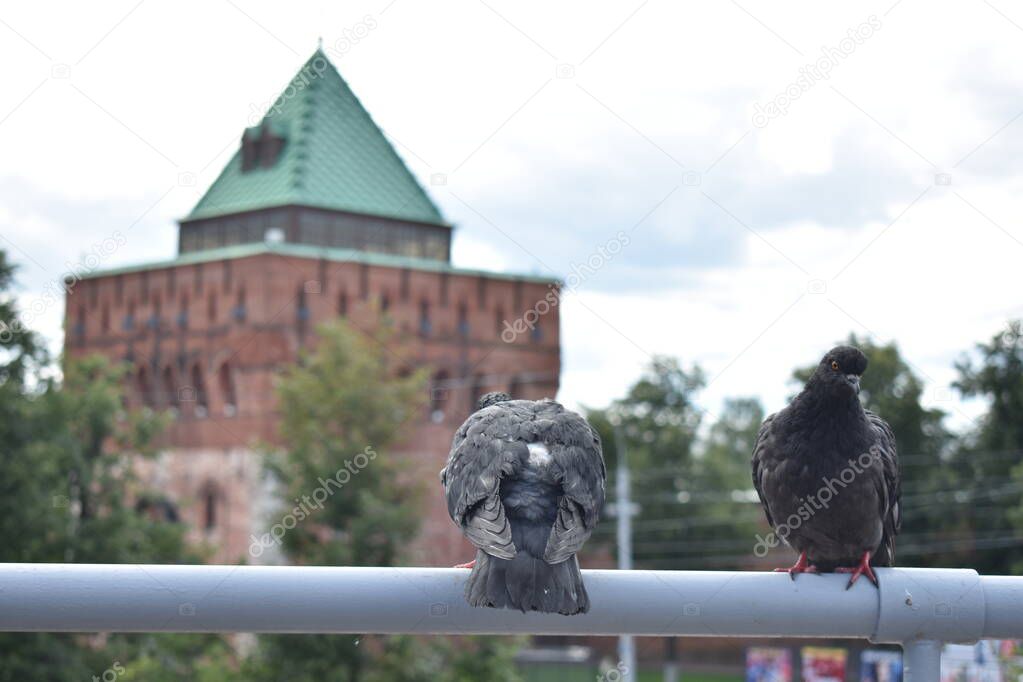 pigeons rest in the town square