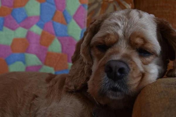 Hund Cocker Spaniel Auf Dem Heimischen Sofa — Stockfoto