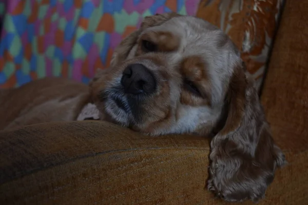 Hund Cocker Spaniel Auf Dem Heimischen Sofa — Stockfoto