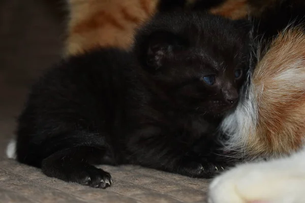 Pequeño Gatito Esponjoso Negro Con Ojos Azules — Foto de Stock