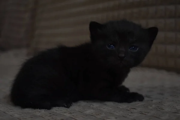 Mavi Gözlü Siyah Tüylü Kedi Yavrusu — Stok fotoğraf