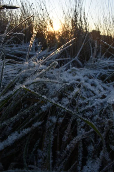 Nieve Fresca Hierba Amanecer — Foto de Stock