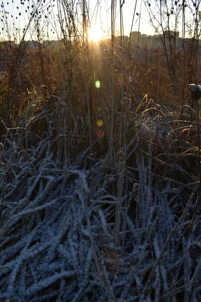 Nieve Fresca Hierba Amanecer — Foto de Stock