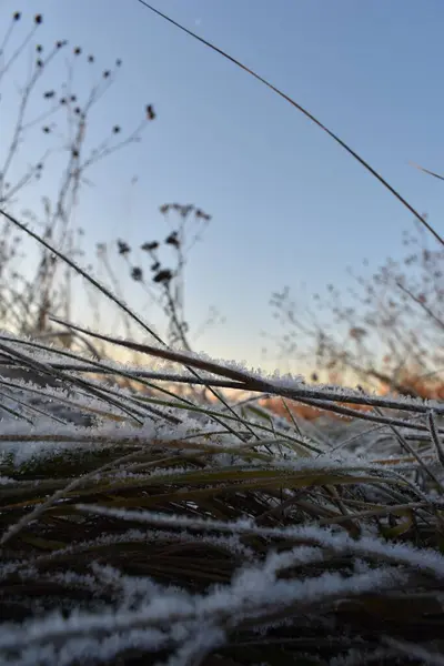 Neuschnee Auf Dem Gras Und Morgendämmerung — Stockfoto