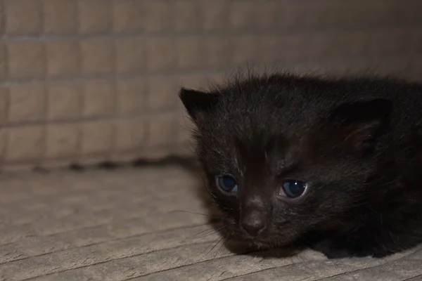 Pequeño Gatito Esponjoso Negro Con Ojos Azules — Foto de Stock