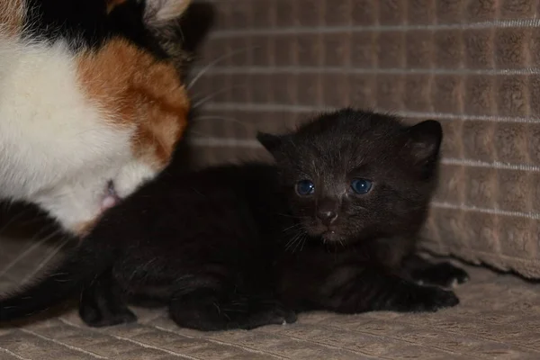 Klein Zwart Harig Katje Met Mam — Stockfoto