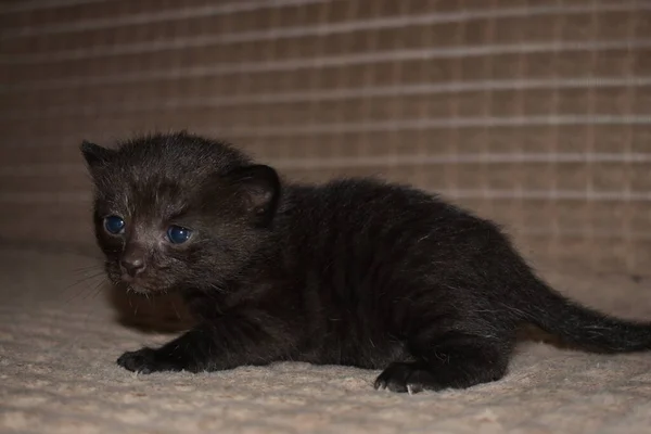 Pequeño Gatito Esponjoso Negro Con Ojos Azules —  Fotos de Stock