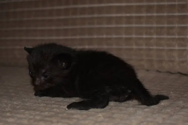 Маленький Чёрный Пушистый Котенок Голубыми Глазами — стоковое фото