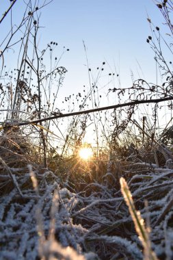 Taze kar çimlerde ve şafakta