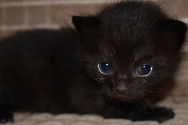 Klein Zwart Pluizig Katje Met Blauwe Ogen — Stockfoto