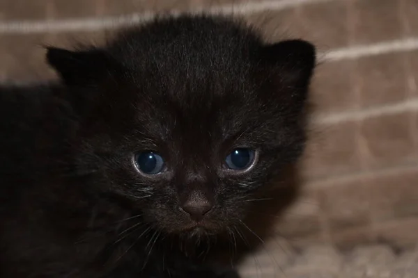 Piccolo Gattino Nero Soffice Con Gli Occhi Blu — Foto Stock