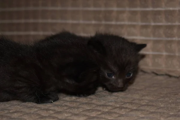 Petit Chaton Moelleux Noir Aux Yeux Bleus — Photo