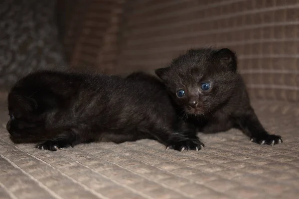 Pequeño Gatito Esponjoso Negro Con Ojos Azules —  Fotos de Stock