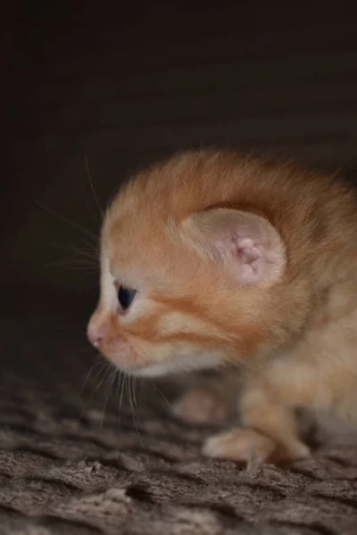 Pequeño Gatito Rojo Esponjoso Juega Sofá — Foto de Stock