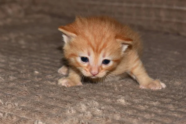 Маленький Пушистый Красный Котенок Играет Диване — стоковое фото