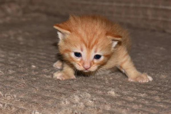 Pequeño Gatito Rojo Esponjoso Juega Sofá —  Fotos de Stock