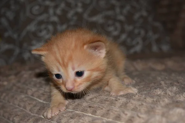 Pequeño Gatito Rojo Esponjoso Juega Sofá —  Fotos de Stock