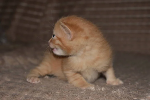 Pequeño Gatito Rojo Esponjoso Juega Sofá —  Fotos de Stock