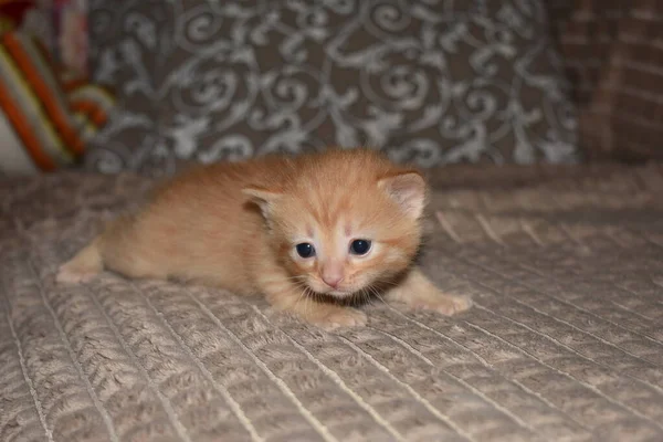 Pequeño Gatito Rojo Esponjoso Juega Sofá —  Fotos de Stock