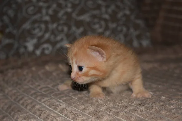 Kleine Pluizige Rode Kitten Speelt Bank — Stockfoto