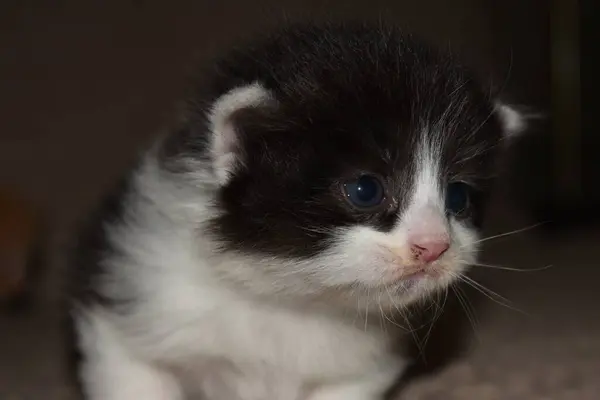 Pequeno Gatinho Peludo Brincando Sofá — Fotografia de Stock