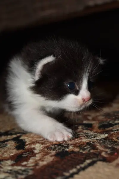 Pequeno Gatinho Peludo Brincando Sofá — Fotografia de Stock