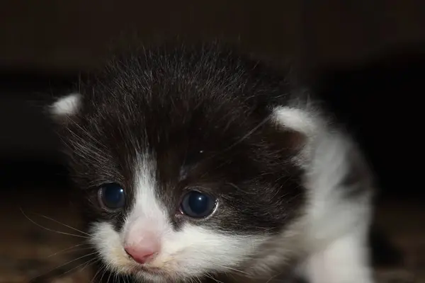 Pequeno Gatinho Peludo Brincando Sofá — Fotografia de Stock