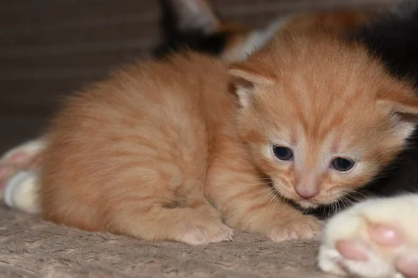 Kleines Flauschiges Rotes Kätzchen Spielt Auf Der Couch — Stockfoto