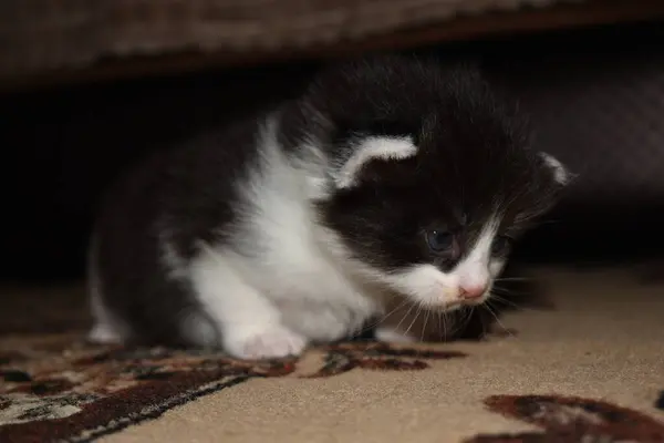 Pequeno Gatinho Peludo Brincando Sofá — Fotografia de Stock