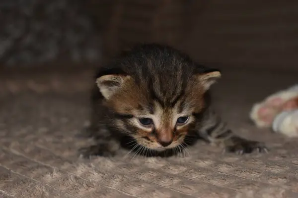 Malé Pruhované Kotě Hrající Gauči — Stock fotografie