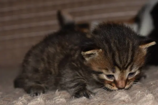 Маленький Полосатый Котенок Играет Диване — стоковое фото