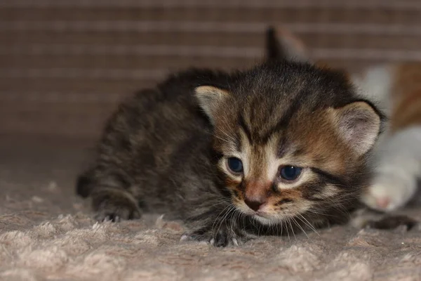 Malé Pruhované Kotě Hrající Gauči — Stock fotografie