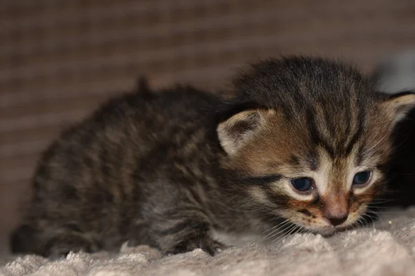 ソファで遊んでいる小さな縞模様の子猫 — ストック写真