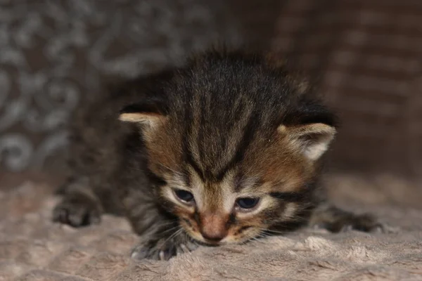 Mały Kociak Paski Bawiący Się Kanapie — Zdjęcie stockowe