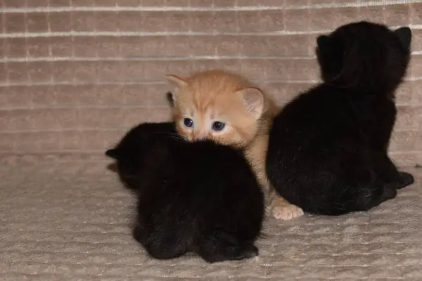 Małe Kociaki Bawią Się Kanapie — Zdjęcie stockowe