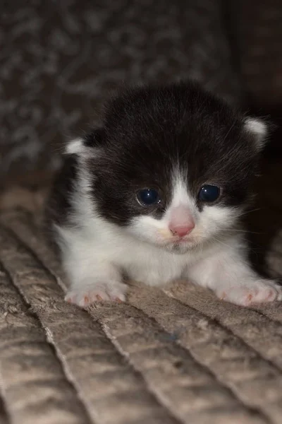 Kleine Harige Kitten Spelen Bank — Stockfoto