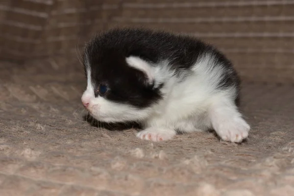 Pequeno Gatinho Peludo Brincando Sofá — Fotografia de Stock